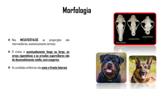 Morfologia
 Nos MESATICÉFALOS as proporções são
intermediárias, anatomicamente normais.
 O crânio é acentuadamente longo ou largo, os
arcos zigomáticos e as arcadas superciliares são
de desenvolvimento médio, sem exageros.
 As cavidades orbitárias são ovais e fronto-laterais.
 
