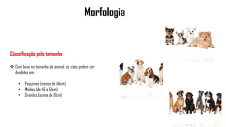 Morfologia
Classificação pelo tamanho
 Com base no tamanho do animal, os cães podem ser
divididos em:
• Pequenos (menos de 46cm)
• Médios (de 46 a 61cm)
• Grandes (acima de 61cm)
 