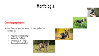 Morfologia
Classificação pelo peso
 Com base no peso do animal, os cães podem ser
divididos em:
• Pequenos (menos de 10kg)
• Médios (de 11 a 25kg)
• Grandes (de 26 a 45kg)
• Gigantes (acima de 46kg)
 