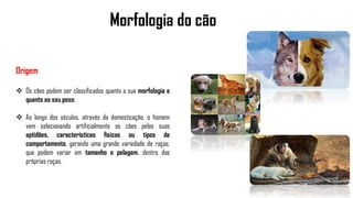 Morfologia do cão
Origem
 Os cães podem ser classificados quanto a sua morfologia e
quanto ao seu peso;
 Ao longo dos séculos, através da domesticação, o homem
vem selecionando artificialmente os cães pelas suas
aptidões, características físicas ou tipos de
comportamento, gerando uma grande variedade de raças,
que podem variar em tamanho e pelagem, dentro das
próprias raças.
 
