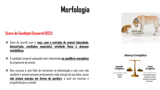 Morfologia
Score de Condição Corporal (ECC)
 Varia de acordo com a raça, com a nutrição do animal (obesidade,
desnutrição, condições especiais), atividade física e doenças
metabólicas.
 A condição corporal adequada está relacionada ao equilíbrio energético
do organismo do animal.
 Sem excesso e nem falta de nutrientes na alimentação e com uma vida
saudável o animal consome praticamente toda energia de sua dieta, assim
não estoca energia em forma de gordura, a qual em excesso é
prejudicial para o animal.
 