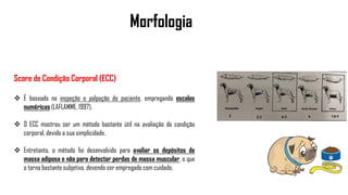 Morfologia
Score de Condição Corporal (ECC)
 É baseado na inspeção e palpação do paciente, empregando escalas
numéricas (LAFLAMME, 1997).
 O ECC mostrou ser um método bastante útil na avaliação da condição
corporal, devido a sua simplicidade.
 Entretanto, o método foi desenvolvido para avaliar os depósitos de
massa adiposa e não para detectar perdas de massa muscular, o que
o torna bastante subjetivo, devendo ser empregado com cuidado.
 