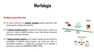 Morfologia
Condição corporal dos cães
 Um animal encontra-se em equilíbrio energético quando praticamente toda
energia ingerida é utilizada pelo organismo.
 No balanço energético positivo a ingestão de energia excede o consumo, de
modo que a energia excedente acumula-se como tecido adiposo provocando
sobrepeso ou até mesmo obesidade.
 O balanço energético negativo ocorre quando a ingestão não está suprindo as
necessidades, o organismo começa degradar seus tecidos para cobrir as
necessidades energéticas e, à medida que os depósitos vão se esgotando, o
animal passa a perder peso (GUIMARÃES & TUDURY, 2006).
 