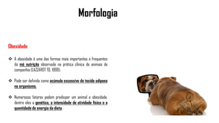 Morfologia
Obesidade
 A obesidade é uma das formas mais importantes e frequentes
da má nutrição observada na prática clínica de animais de
companhia (LAZZAROT TO, 1999).
 Pode ser definida como acúmulo excessivo de tecido adiposo
no organismo.
 Numerosos fatores podem predispor um animal a obesidade,
dentre eles a genética, a intensidade de atividade física e a
quantidade de energia da dieta.
 