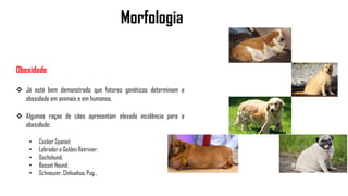 Morfologia
Obesidade
 Já está bem demonstrado que fatores genéticos determinam a
obesidade em animais e em humanos.
 Algumas raças de cães apresentam elevada incidência para a
obesidade:
• Cocker Spaniel;
• Labrador e Golden Retrivier;
• Dachshund;
• Basset Hound;
• Schnauzer, Chihuahua, Pug...
 