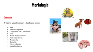 Morfologia
Obesidade
 Fatores que contribuem para a obesidade nos animais:
• Idade;
• Predisposição genética;
• Composição da dieta e palatabilidade;
• Sexo;
• Nível de atividade voluntária;
• Problemas endócrinos;
• Medicamentos;
• Castração;
• Fatores ambientais;
• Lesões hipotalâmicas.
 