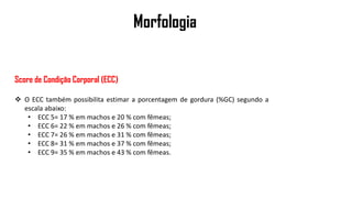 Morfologia
Score de Condição Corporal (ECC)
 O ECC também possibilita estimar a porcentagem de gordura (%GC) segundo a
escala abaixo:
• ECC 5= 17 % em machos e 20 % com fêmeas;
• ECC 6= 22 % em machos e 26 % com fêmeas;
• ECC 7= 26 % em machos e 31 % com fêmeas;
• ECC 8= 31 % em machos e 37 % com fêmeas;
• ECC 9= 35 % em machos e 43 % com fêmeas.
 