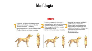 Morfologia
MAGRO
 