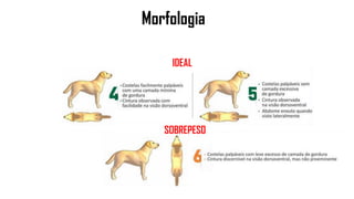 Morfologia
IDEAL
SOBREPESO
 