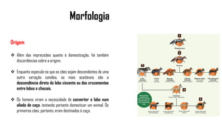 Morfologia
Origem
 Além das imprecisões quanto à domesticação, há também
discordâncias sobre a origem.
 Enquanto especula-se que os cães sejam descendentes de uma
outra variação canídea, as mais aceitáveis são a
descendência direta do lobo cinzento ou dos cruzamentos
entre lobos e chacais.
 Os homens viram a necessidade de converter o lobo num
aliado de caça, tentando portanto domesticar um animal. Os
primeiros cães, portanto, eram destinados à caça.
 