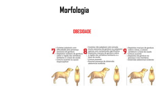 Morfologia
OBESIDADE
 