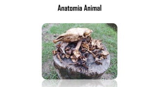 Anatomia Animal
 