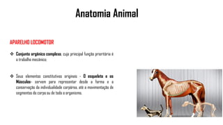 Anatomia Animal
APARELHO LOCOMOTOR
 Conjunto orgânico complexo, cuja principal função prioritária é
o trabalho mecânico;
 Seus elementos constitutivos originais - O esqueleto e os
Músculos- servem para representar desde a forma e a
conservação da individualidade corpórea, até a movimentação de
segmentos do corpo ou de todo o organismo.
 