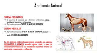 Anatomia Animal
SISTEMA ESQUELÉTICO
 O esqueleto é composto por elementos fundamentais: ossos,
cartilagens, ligamentos e articulações;
 Representa o segmento PASSIVO DO APARELHO LOCOMOTOR.
SISTEMA MUSCULAR
 Representa o segmento ATIVO DO APARELHO LOCOMOTOR, ou seja, a
parte ATIVADORA DA LOCOMOÇÃO;
Os dois sistemas estão indissociavelmente vinculados aos sistemas
CIRCULATÓRIO E NERVOSO, estando sujeitos, ainda, a taxas de
mecanismos hormonais no seu metabolismo específico durante sua
construção, reconstrução e reabsorção.
 