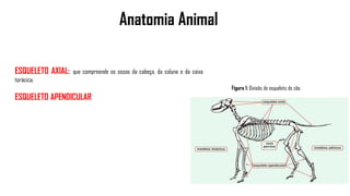 Anatomia Animal
ESQUELETO AXIAL: que compreende os ossos da cabeça, da coluna e da caixa
torácica.
ESQUELETO APENDICULAR
Figura 1: Divisão do esqueleto do cão.
 
