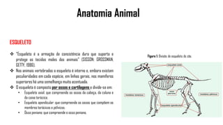 Anatomia Animal
ESQUELETO
 “Esqueleto é a armação de consistência dura que suporta e
protege os tecidos moles dos animais" (SISSON; GROSSMAN;
GETTY, 1986).
 Nos animais vertebrados o esqueleto é interno e, embora existam
peculiaridades em cada espécie, em linhas gerais, nos mamíferos
superiores há uma semelhança muito acentuada.
 O esqueleto é composto por ossos e cartilagens e divide-se em:
• Esqueleto axial: que compreende os ossos da cabeça, da coluna e
da caixa torácica;
• Esqueleto apendicular: que compreende os ossos que compõem os
membros torácicos e pélvicos;
• Osso peniano: que compreende o osso peniano.
Figura 1: Divisão do esqueleto do cão.
 