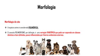 Morfologia
Morfologia do cão
 A espécie canina é considerada POLIMÓRFICA.
 O conceito POLIMORFISMO, por definição, é uma variação FENOTÍPICA que pode ser separada em classes
distintas e bem definidas, pouco influenciadas por fatores ambientais externos.
 