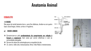 Anatomia Animal
ESQUELETO
 OSSOS
São peças de tecido bastante duro e, para fins didáticos, dividem-se em quatro
tipos: ossos longos, chatos, curtos e irregulares.
a) OSSOS LONGOS
 Caracterizam-se pela predominância do comprimento em relação à
largura e espessura, bem como por serem cilíndricos e com as
extremidades alargadas.
 Servem de coluna de sustentação para o esqueleto do cão.
 Ex.: úmero, rádio-ulna, metacarpianos, fêmur, tíbia-fíbula e metatarsianos.
 