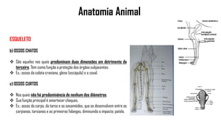 Anatomia Animal
ESQUELETO
b) OSSOS CHATOS
 São aqueles nos quais predominam duas dimensões em detrimento da
terceira. Têm como função a proteção dos órgãos subjacentes.
 Ex.: ossos da calota craniana, gleno (escápula) e o coxal.
c) OSSOS CURTOS
 Nos quais não há predominância de nenhum dos diâmetros.
 Sua função principal é amortecer choques.
 Ex.: ossos do carpo, do tarso e os sesamóides, que se desenvolvem entre os
carpianos, tarsianos e as primeiras falanges, diminuindo o impacto; patela.
 