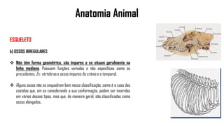 Anatomia Animal
ESQUELETO
b) OSSOS IRREGULARES
 Não têm forma geométrica, são ímpares e se situam geralmente na
linha mediana. Possuem funções variadas e não específicas como os
precedentes. Ex.: vértebras e ossos ímpares do crânio e o temporal;
 Alguns ossos não se enquadram bem nessa classificação, como é o caso das
costelas que, em se considerando a sua conformação, podem ser inseridas
em vários desses tipos, mas que, de maneira geral, são classificadas como
ossos alongados.
 