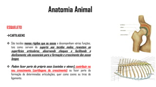 Anatomia Animal
ESQUELETO
CARTILAGENS
 São tecidos menos rígidos que os ossos e desempenham várias funções,
tais como: servem de suporte aos tecidos moles; revestem as
superfícies articulares, absorvendo choques e facilitando o
deslizamento; são essenciais para a formação e crescimento dos ossos
longos.
 Podem fazer parte do próprio osso (costelas e vômer), contribuir no
seu crescimento (cartilagens de crescimento) ou fazer parte da
formação de determinadas articulações, quer como coxins ou tiras de
ligamento.
 