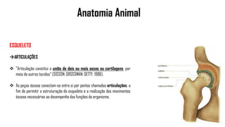 Anatomia Animal
ESQUELETO
ARTICULAÇÕES
 "Articulação constitui a união de dois ou mais ossos ou cartilagens, por
meio de outros tecidos" (SISSON; GROSSMAN; GETTY, 1986).
 As peças ósseas conectam-se entre si por pontos chamados articulações, a
fim de permitir a estruturação do esqueleto e a realização dos movimentos
ósseos necessários ao desempenho das funções do organismo.
 
