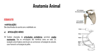 Anatomia Animal
ESQUELETO
ARTICULAÇÕES
São classificadas de acordo com a mobilidade em:
a) ARTICULAÇÕES MÓVEIS
 Também chamadas de articulações verdadeiras, permitem amplos
movimentos. São as articulações dos membros como um todo. Ex.:
escápulo-umeral (gleno-umeral para os carnívoros), articulação do cotovelo,
coxo-femoral e articulação do joelho.
 