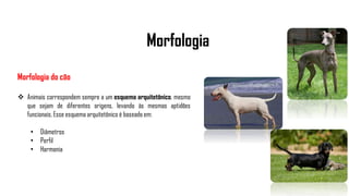 Morfologia
Morfologia do cão
 Animais correspondem sempre a um esquema arquitetônico, mesmo
que sejam de diferentes origens, levando às mesmas aptidões
funcionais. Esse esquema arquitetônico é baseado em:
• Diâmetros
• Perfil
• Harmonia
 