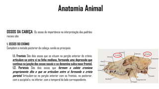 Anatomia Animal
OSSOS DA CABEÇA: Os ossos de importância na interpretação dos padrões
raciais são:
1. OSSOS DO CRÂNIO
Compõem a metade posterior da cabeça, sendo os principais:
1.1. Frontais São dois ossos que se situam na porção anterior do crânio;
articulam-se entre si na linha mediana, formando uma depressão que
continua na junção dos ossos nasais e se denomina sulco naso-frontal.
1.2. Parietais São dois ossos que formam a calota craniana
propriamente dita e que se articulam entre si formando a crista
parietal. Articulam-se na porção anterior com os frontais, na posterior,
com o occipital e, na inferior, com o temporal do lado correspondente.
 