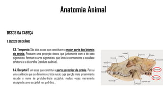 Anatomia Animal
OSSOS DA CABEÇA
1. OSSOS DO CRÂNIO
1.3. Temporais São dois ossos que constituem a maior parte das laterais
do crânio. Possuem uma projeção óssea, que juntamente com a do osso
zigomático, formam o arco zigomático, que limita externamente a cavidade
orbitária e a da orelha (conduto auditivo).
1.4. Occipital É um osso que constitui a parte posterior do crânio. Possui
uma saliência que se denomina crista nucal, cuja porção mais proeminente
recebe o nome de protuberância occipital, muitas vezes meramente
designada como occipital nos padrões. .
 