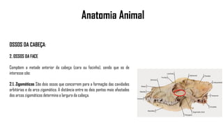 Anatomia Animal
OSSOS DA CABEÇA:
2. OSSOS DA FACE
Compõem a metade anterior da cabeça (cara ou focinho), sendo que os de
interesse são:
2.1. Zigomáticos São dois ossos que concorrem para a formação das cavidades
orbitárias e do arco zigomático. A distância entre os dois pontos mais afastados
dos arcos zigomáticos determina a largura da cabeça.
 