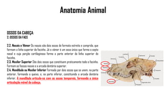 Anatomia Animal
OSSOS DA CABEÇA:
2. OSSOS DA FACE
2.2. Nasais e Vômer Os nasais são dois ossos de formato estreito e comprido, que
formam a linha superior do focinho. Já o vômer é um osso único que forma o septo
nasal e cuja porção cartilaginosa forma a parte anterior da linha superior do
focinho.
2.3. Maxilar Superior São dois ossos que constituem praticamente todo o focinho.
Formam as fossas nasais e a arcada dentária superior.
2.4. Mandíbula ou Maxilar Inferior Formada por dois ossos que se unem, na parte
anterior, formando o queixo, e, na parte inferior, constituindo a arcada dentária
inferior. A mandíbula articula-se com os ossos temporais, formando a única
articulação móvel da cabeça.
 