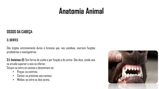 Anatomia Animal
OSSOS DA CABEÇA:
3. DENTES
São órgãos extremamente duros e brancos que, nos canídeos, exercem funções
predatórias e mastigatórias.
3.1. Incisivos (I) Têm forma de cunha e por função a de cortar. São doze, sendo seis
na arcada superior e seis na inferior.
Situam-se entre os caninos e denominam-se:
• Pinças: os centrais;
• Cantos: os próximos aos caninos;
• Médios: os entre os dois acima.
 
