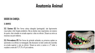 Anatomia Animal
OSSOS DA CABEÇA:
3. DENTES
3.2. Caninos (C) Têm forma cônica alongada (pontiaguda), são ligeiramente
recurvados e têm função predatória. São os dentes mais importantes; em número
de quatro, dois situados na arcada superior e dois na inferior. Situam-se entre os
incisivos e os pré-molares.
3.3. Pré-molares (P) Têm forma de pirâmide achatada; os primeiros ajudam na
apreensão e os últimos na mastigação. São dezesseis no total, sendo oito inseridos
na arcada superior e oito na inferior. Situam-se entre o canino e o 1° molar e
recebem o nome de 1°, 2°, 3° e 4° pré-molares.
 