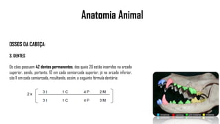 Anatomia Animal
OSSOS DA CABEÇA:
3. DENTES
Os cães possuem 42 dentes permanentes, dos quais 20 estão inseridos na arcada
superior, sendo, portanto, 10 em cada semiarcada superior; já na arcada inferior,
são 11 em cada semiarcada, resultando, assim, a seguinte fórmula dentária:
 