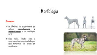 Morfologia
Diâmetros
 Os DIÂMETROS são os parâmetros que
definem matematicamente e
geometricamente o tipo morfológico
geral.
 Desta forma, relações entre o
comprimento (eixo longitudinal) e largura
(eixo transversal) são levados em
consideração.
 