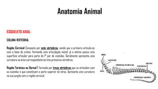 Anatomia Animal
ESQUELETO AXIAL:
COLUNA VERTEBRAL
Região Cervical Composta por sete vértebras, sendo que a primeira articula-se
com a base do crânio, formando uma articulação móvel; já a sétima possui uma
superfície articular para parte do 1° par de costelas. Geralmente apresenta uma
curvatura na área correspondente às três primeiras vértebras.
Região Torácica ou Dorsal É formada por treze vértebras que se articulam com
as costelas e que constituem a parte superior do tórax. Apresenta uma curvatura
na sua junção com a região cervical.
 