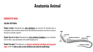 Anatomia Animal
ESQUELETO AXIAL:
COLUNA VERTEBRAL
Região Lombar Constituída por sete vértebras que servem de inserção para a
musculatura dos membros posteriores. Normalmente apresenta uma leve curvatura
dorsal na sua linha superior.
Região Sacral ou Sacro Composta por três vértebras fundidas que se articulam
com os ílios e que apresentam uma conformação curva.
Região Coccígea É formada por um número variável de vértebras de raça para
raça, sendo de vinte a vinte e três vértebras nos cães de cauda longa.
 