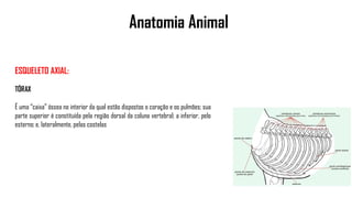 Anatomia Animal
ESQUELETO AXIAL:
TÓRAX
É uma “caixa” óssea no interior da qual estão dispostos o coração e os pulmões; sua
parte superior é constituída pela região dorsal da coluna vertebral; a inferior, pelo
esterno; e, lateralmente, pelas costelas
 