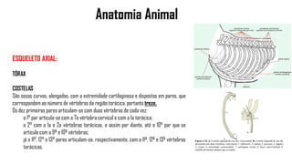 Anatomia Animal
ESQUELETO AXIAL:
TÓRAX
COSTELAS
São ossos curvos, alongados, com a extremidade cartilaginosa e dispostos em pares, que
correspondem ao número de vértebras da região torácica, portanto treze.
Os dez primeiros pares articulam-se com duas vértebras de cada vez:
o 1° par articula-se com a 7a vértebra cervical e com a 1a torácica;
o 2° com a 1a e 2a vértebras torácicas, e assim por diante, até o 10° par que se
articula com a 9ª e 10ª vértebras;
já o 11°, 12° e 13° pares articulam-se, respectivamente, com a 11ª, 12ª e 13ª vértebras
torácicas.
 