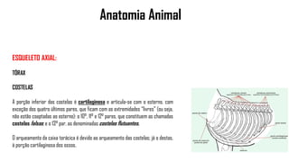 Anatomia Animal
ESQUELETO AXIAL:
TÓRAX
COSTELAS
A porção inferior das costelas é cartilaginosa e articula-se com o esterno, com
exceção dos quatro últimos pares, que ficam com as extremidades “livres” (ou seja,
não estão coaptadas ao esterno): o 10°, 11° e 12° pares, que constituem as chamadas
costelas falsas; e o 13° par, as denominadas costelas flutuantes.
O arqueamento da caixa torácica é devido ao arqueamento das costelas; já o destas,
à porção cartilaginosa dos ossos.
 