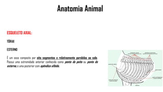 Anatomia Animal
ESQUELETO AXIAL:
TÓRAX
ESTERNO
É um osso composto por oito segmentos e relativamente paralelos ao solo.
Possui uma extremidade anterior conhecida como ponta do peito ou ponta do
esterno, e uma posterior com apêndice xifóide.
 