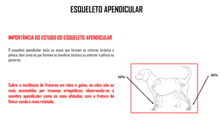 IMPORTÂNCIA DO ESTUDO DO ESQUELETO APENDICULAR
O esqueleto apendicular inclui os ossos que formam as cinturas torácica e
pélvica, bem como os que formam os membros torácico ou anterior e pélvico ou
posterior.
Sobre a incidência de fraturas em cães e gatos, os cães são os
mais acometidos por traumas ortopédicos, observando-se o
membro apendicular como os mais afetados, com a fratura de
fêmur sendo a mais relatada.
ESQUELETO APENDICULAR
 