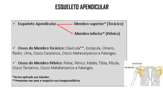 ESQUELETO APENDICULAR
 