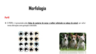 Morfologia
Perfil
 O PERFIL é representado pelas linhas de contorno do corpo e melhor enfatizado na cabeça do animal, por sofrer
menos alterações como gestação e obesidade.
 