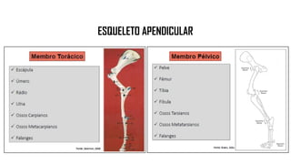 ESQUELETO APENDICULAR
 