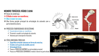 MEMBRO TORÁCICO: RÁDIO E ULNA
 Ossos do antebraço;
 O Rádio é maior em mamíferos;
 Ulna é maior em aves;
 Ulna forma porção principal da articulação do cotovelo com a
parte distal do úmero;
 PROCESSO (TUBEROSIDADE) DO OLÉCRANO:
 Encontrado em todos os mamíferos;
 Proximal e caudal à articulação do cotovelo;
 Alavanca para inserção de músculos.
 FÓVEA (INCISURA) TROCLEAR:
 Superfície articular côncava em forma de meia lua;
 Envolve certa parte do côndilo umeral;
 Articulação firme;
 Possui o PROCESSO ANCÔNEO na extremidade proximal;
 Possui os PROCESSOS CORONÓIDES medial e lateral na parte distal.
 