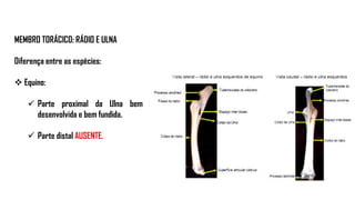 MEMBRO TORÁCICO: RÁDIO E ULNA
Diferença entre as espécies:
 Equino:
 Parte proximal da Ulna bem
desenvolvida e bem fundida.
 Parte distal AUSENTE.
 