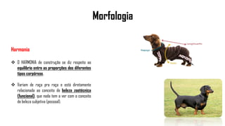 Morfologia
Harmonia
 O HARMONIA de construção se diz respeito ao
equilíbrio entre as proporções dos diferentes
tipos corpóreos.
 Variam de raça pra raça e está diretamente
relacionada ao conceito de beleza zootécnica
(funcional), que nada tem a ver com o conceito
de beleza subjetiva (pessoal).
 