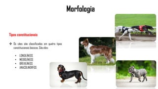 Morfologia
Tipos constitucionais
 Os cães são classificados em quatro tipos
constitucionais básicos. São eles:
• LONGILÍNEOS
• MEDIOLÍNEOS
• BREVILÍNEOS
• ANACOLINORFOS
 